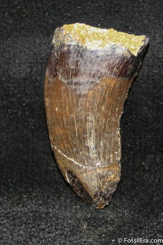 Inch Tyrannosaurid Tooth, T-Rex or Nanotyrannus #1252